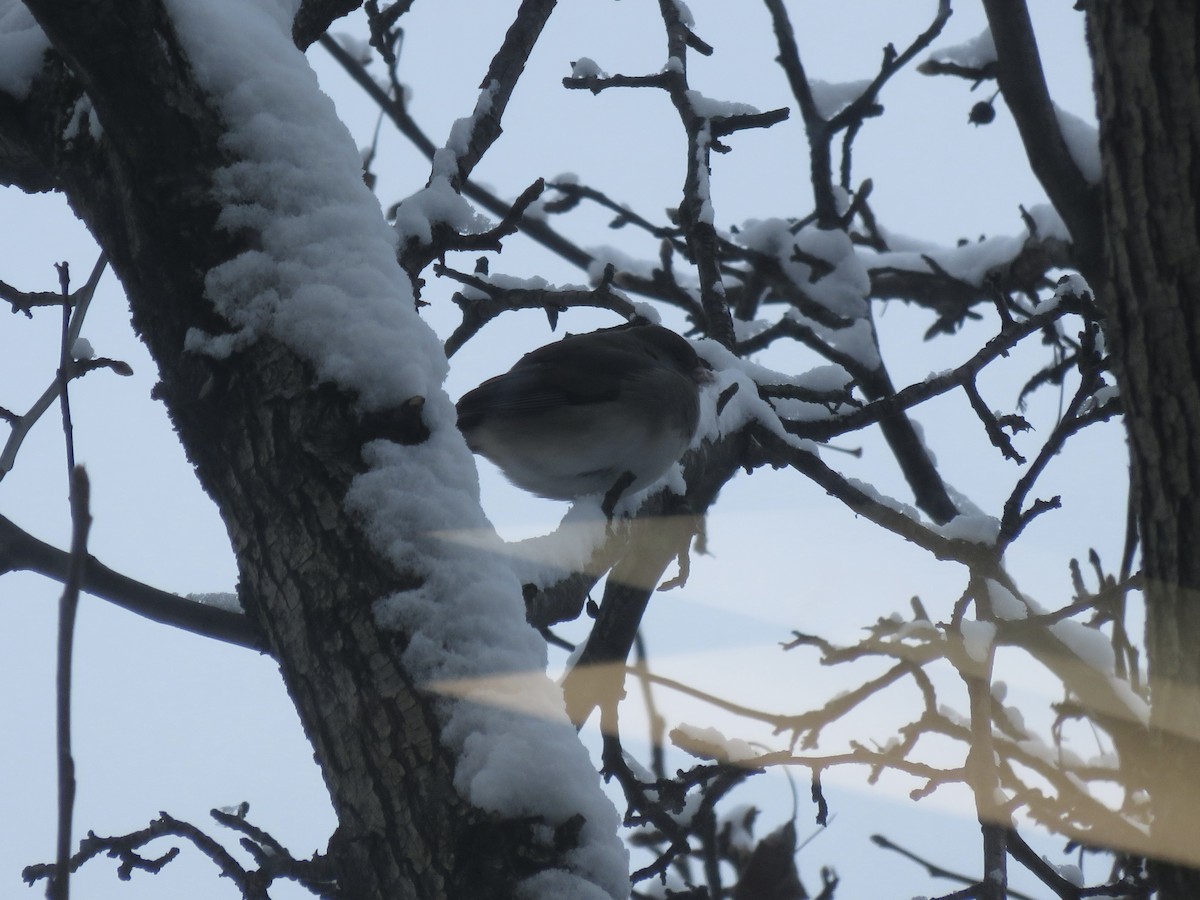 Dark-eyed Junco - ML646948210