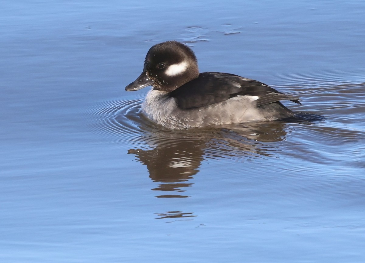 Bufflehead - ML646948212