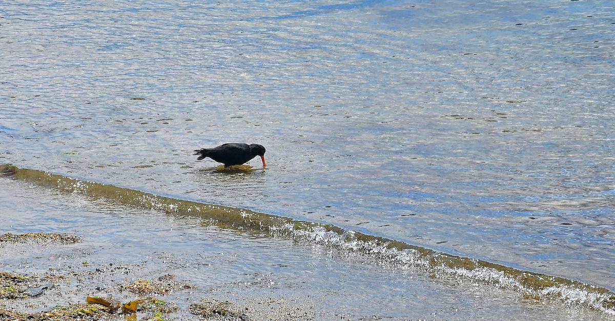 Yeni Zelanda Kara Poyrazkuşu - ML646948214