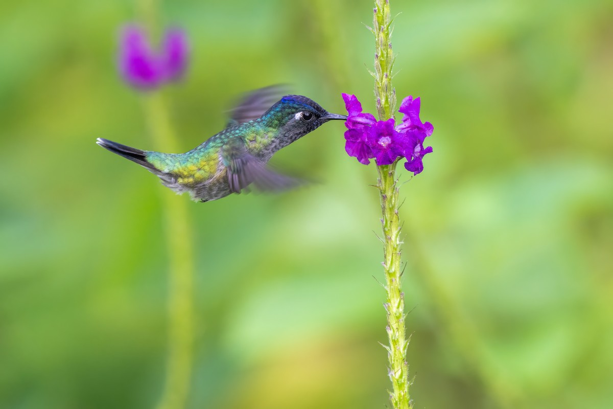 Violet-headed Hummingbird - ML646948215