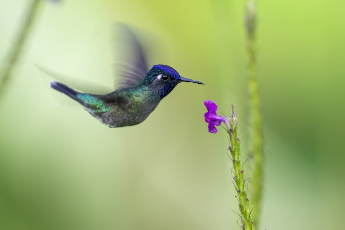 Violet-headed Hummingbird - ML646948216