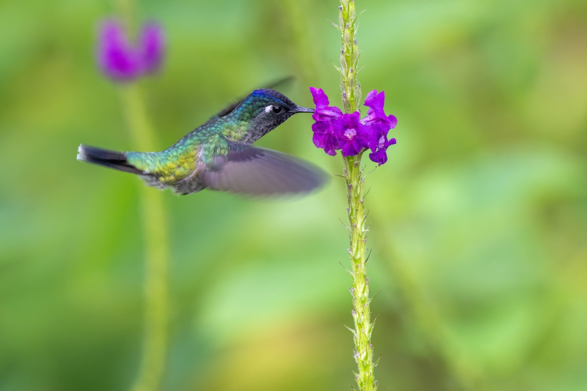 Violet-headed Hummingbird - ML646948217