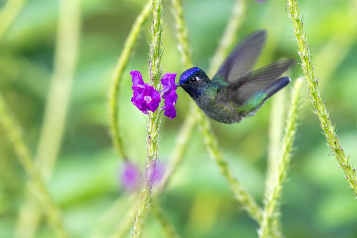 Violet-headed Hummingbird - ML646948218