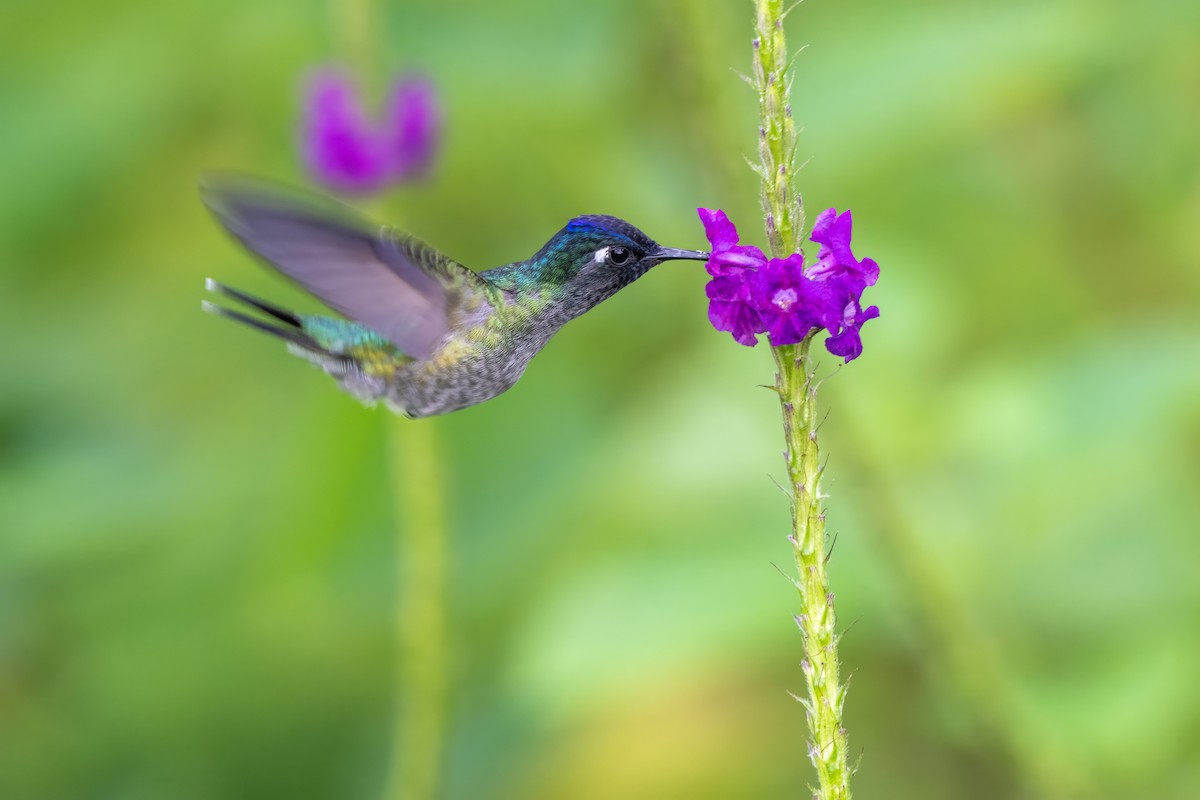 Violet-headed Hummingbird - ML646948219
