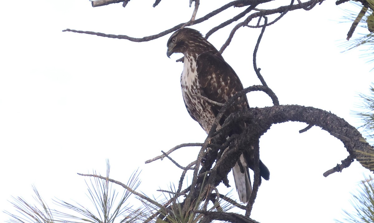 Red-tailed Hawk - ML646948220