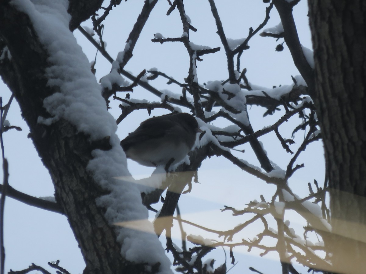 Dark-eyed Junco - ML646948222