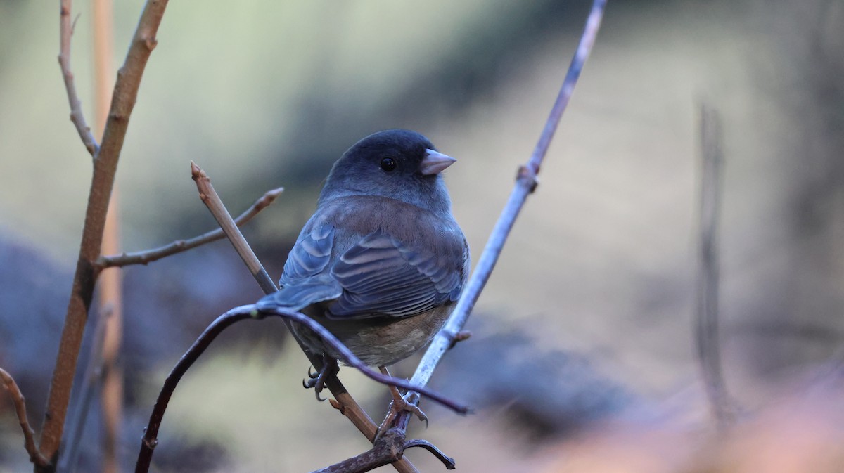 Dark-eyed Junco - ML646948223