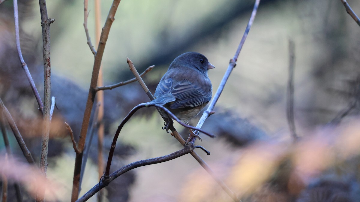 Dark-eyed Junco - ML646948224