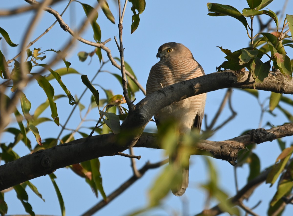 Shikra - ML646948225