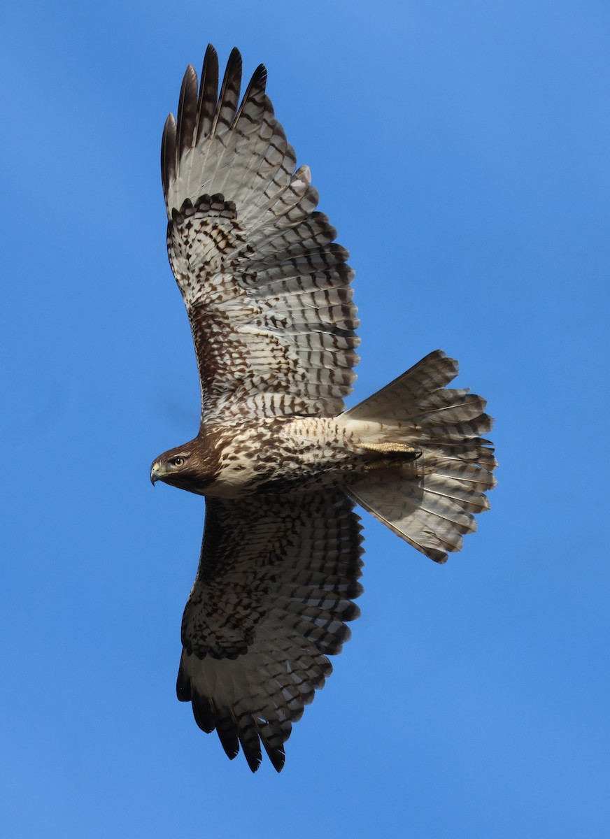 Red-tailed Hawk - ML646948226