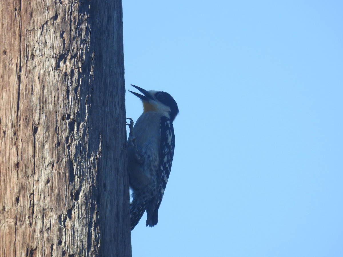 White-fronted Woodpecker - ML646948227