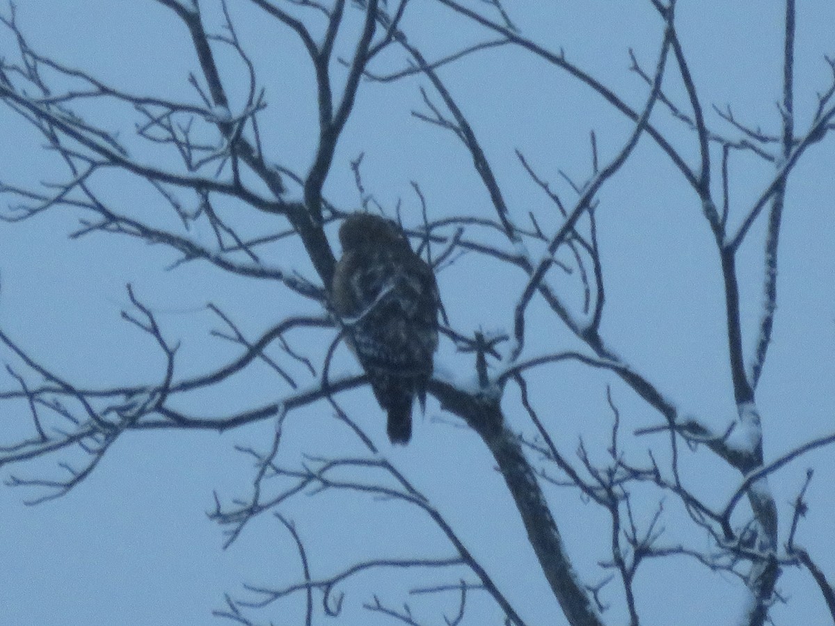 Red-shouldered Hawk - ML646948228