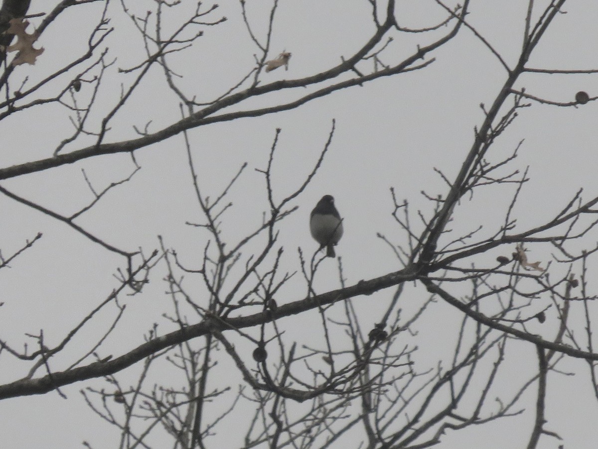 Dark-eyed Junco - ML646948230