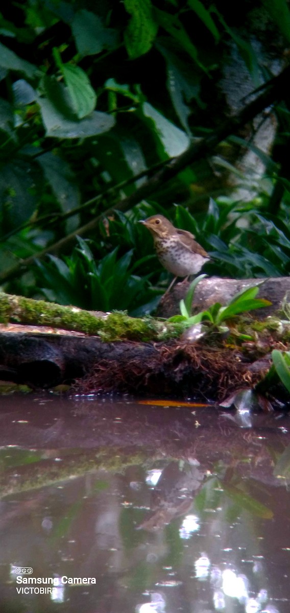 drozd západní - ML646948231