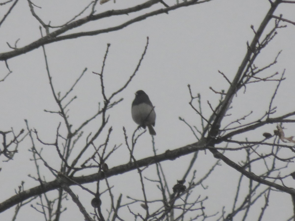 Dark-eyed Junco - ML646948232