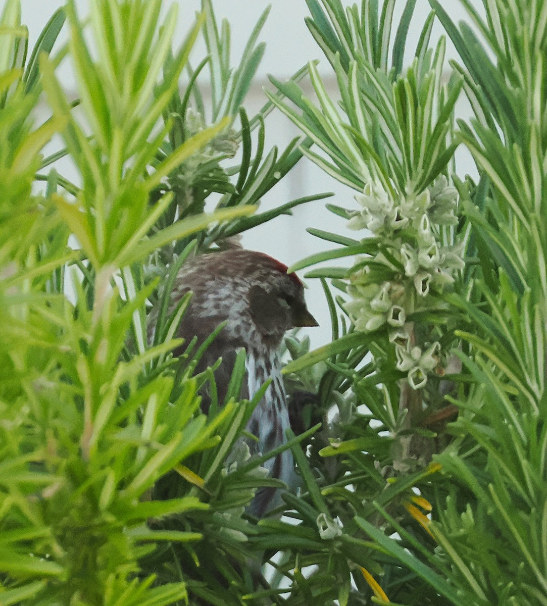 Redpoll - ML646948234