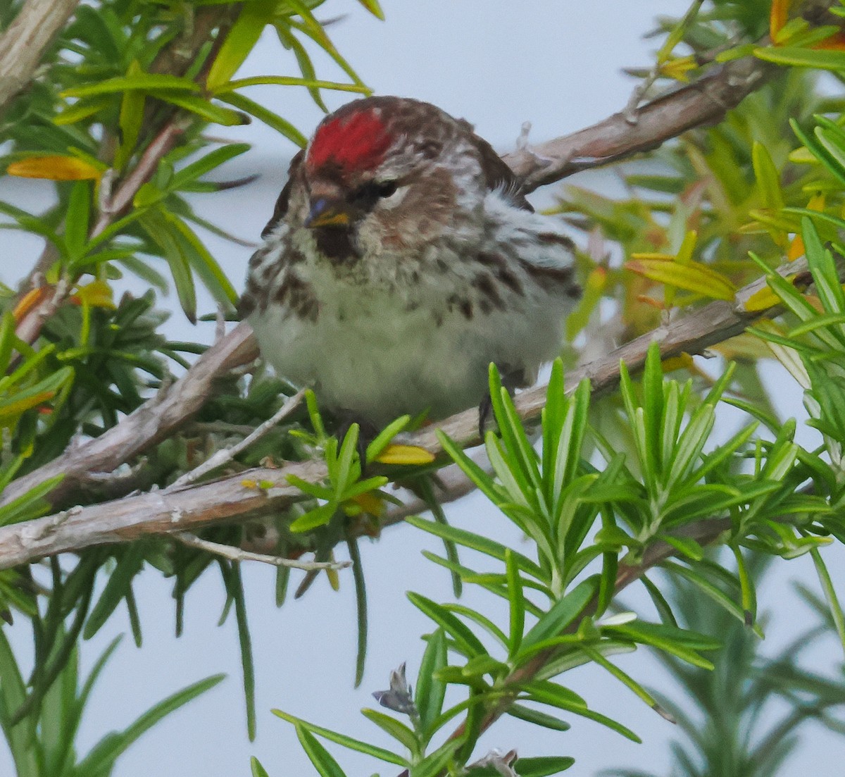 Redpoll - ML646948235