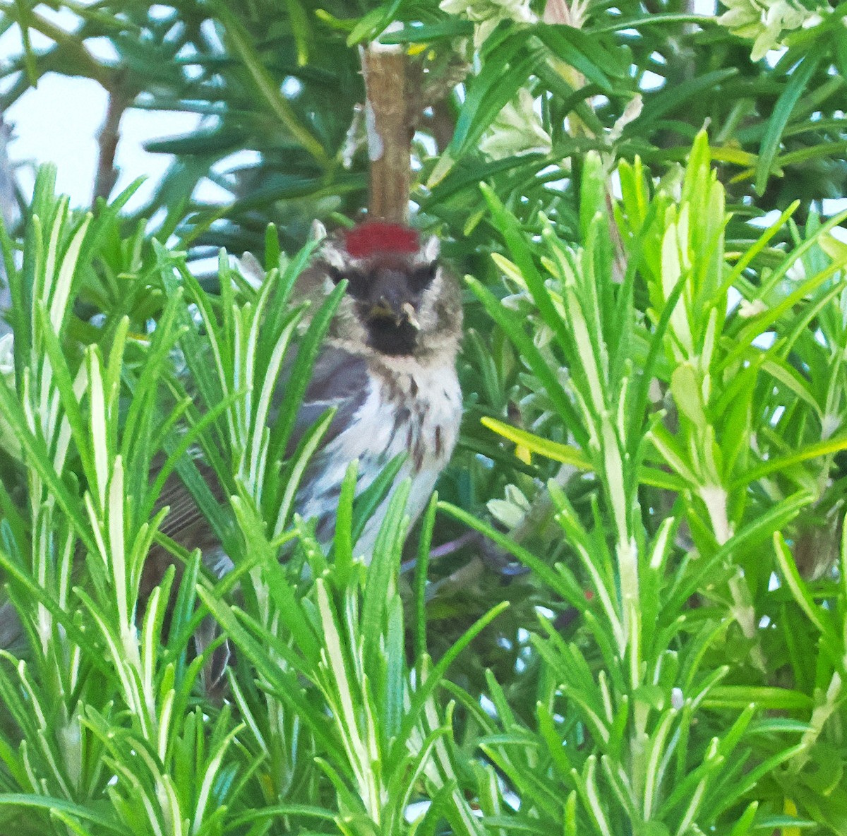 Redpoll - ML646948236