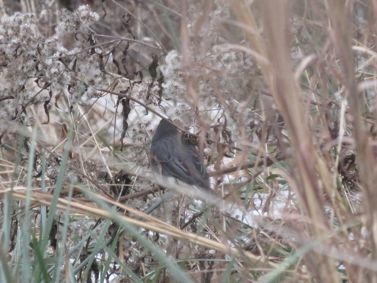 Dark-eyed Junco - ML646948245