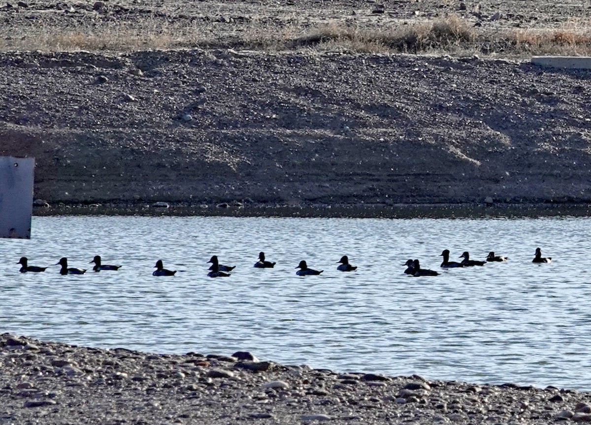 Ringschnabelente - ML646948246