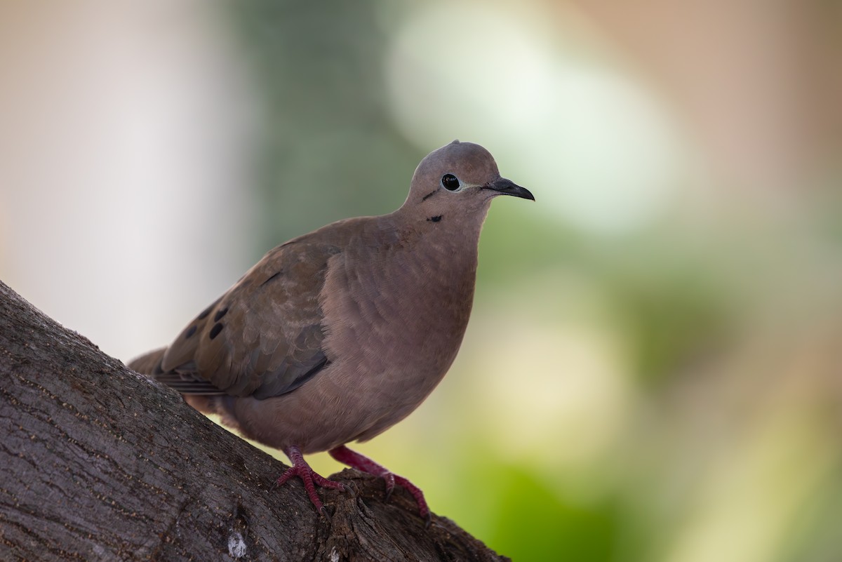 Eared Dove - ML646948247