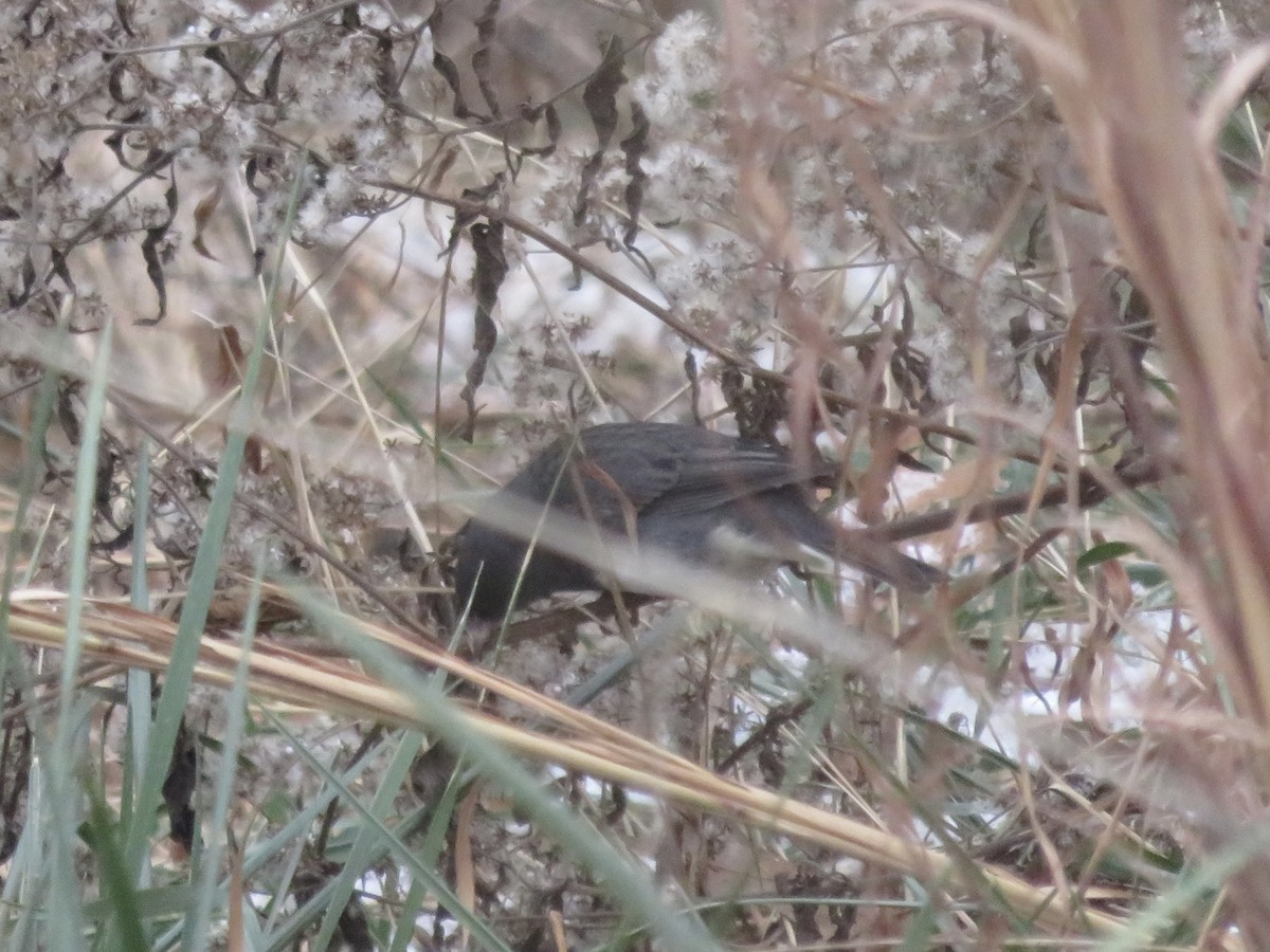Dark-eyed Junco - ML646948250