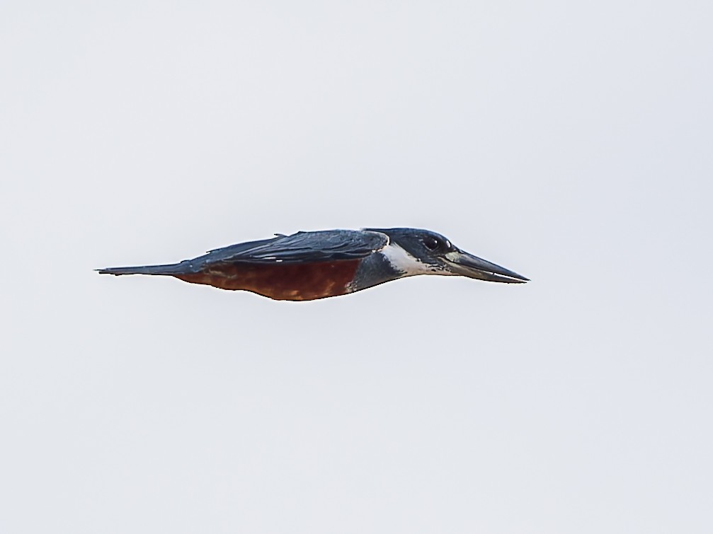 Ringed Kingfisher - ML646948251