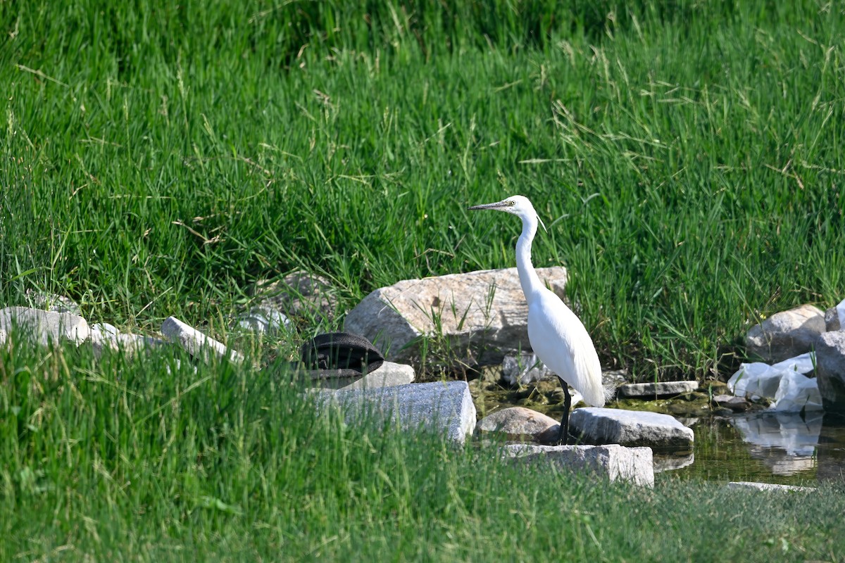 Seidenreiher - ML646948252