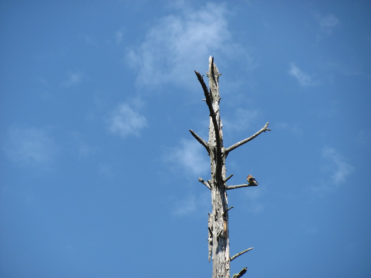 Cedar Waxwing - ML646948253
