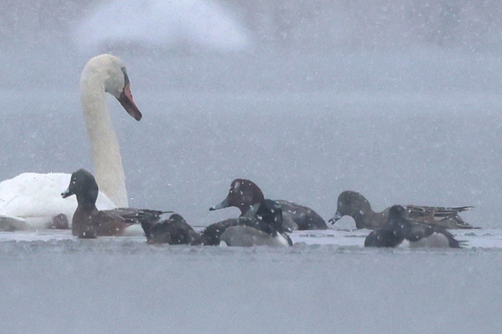 Redhead - ML646948256