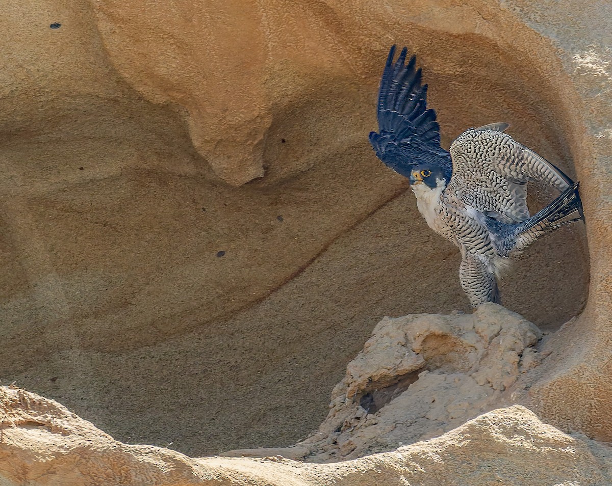 Peregrine Falcon - ML646948257