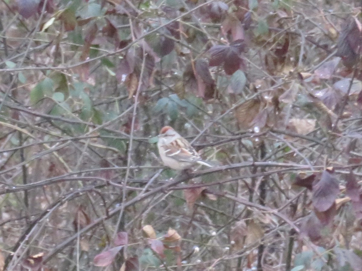 American Tree Sparrow - ML646948259