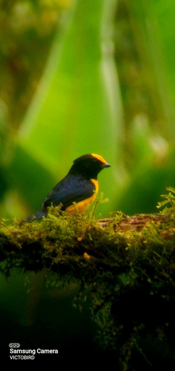 libohlásek zlatobřichý - ML646948263