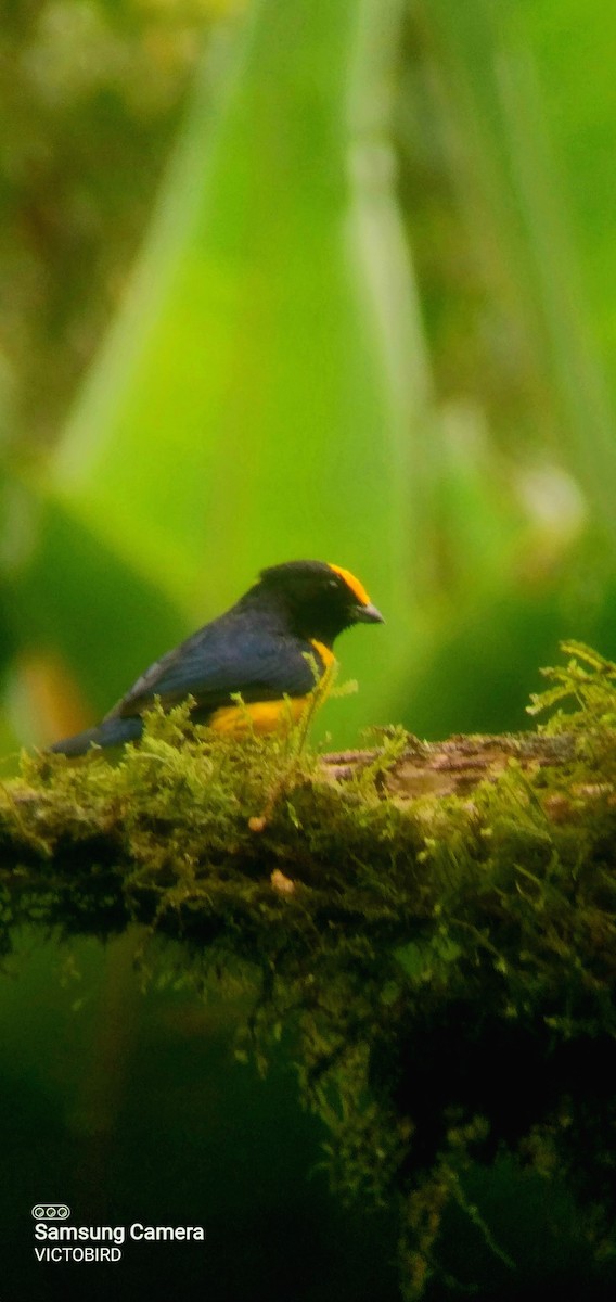 libohlásek zlatobřichý - ML646948265