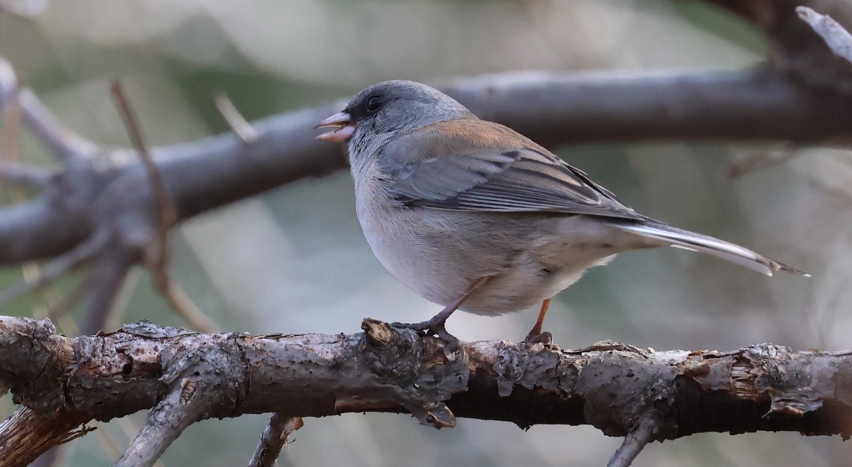 Dark-eyed Junco (Gray-headed) - ML646948267