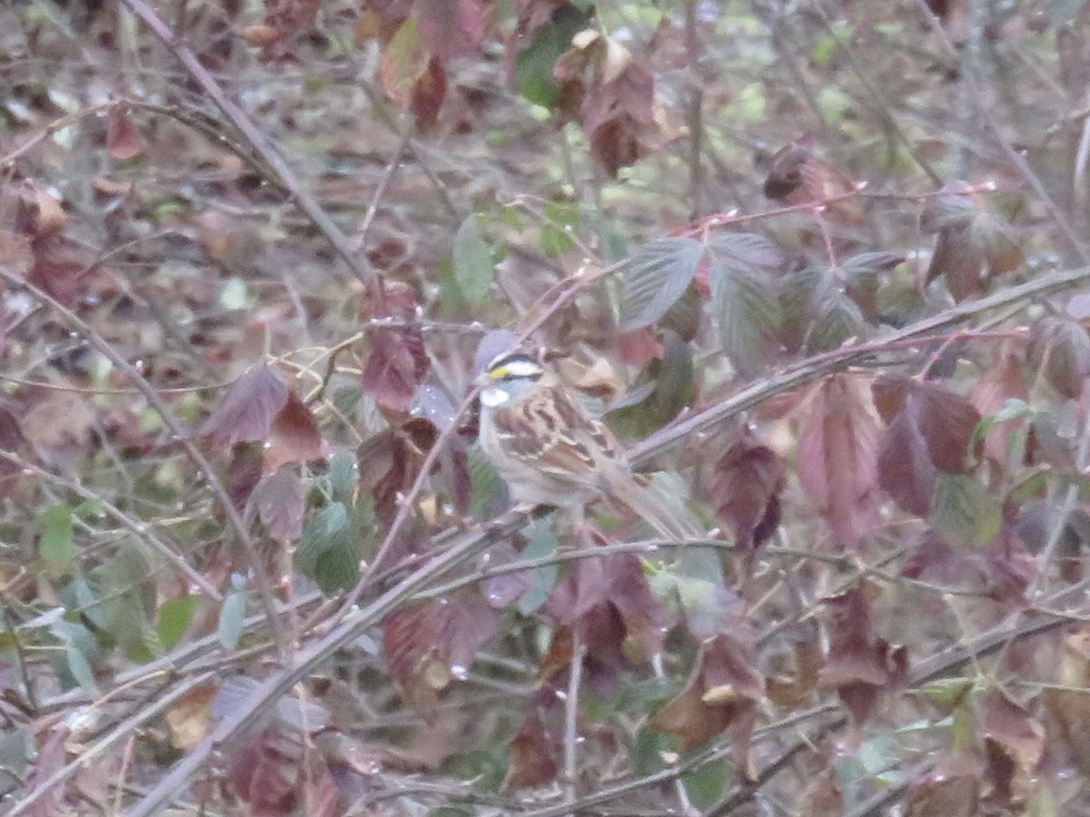White-throated Sparrow - ML646948268