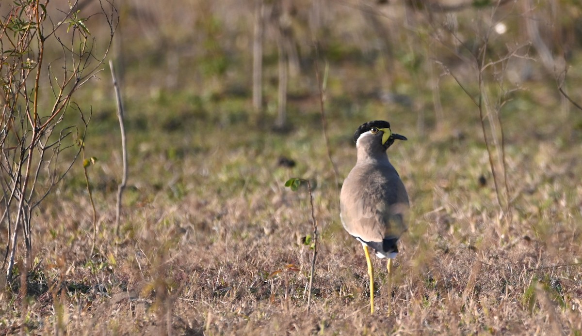 Yellow-wattled Lapwing - ML646948270