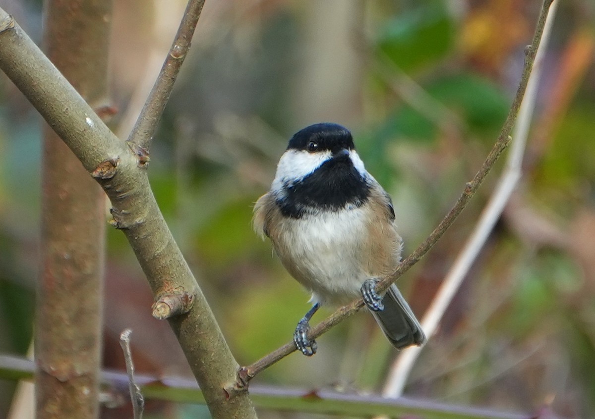Black-capped Chickadee - ML646948272