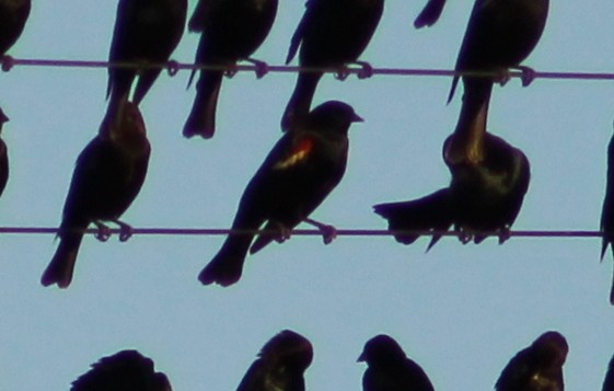 Tricolored Blackbird - ML646948274