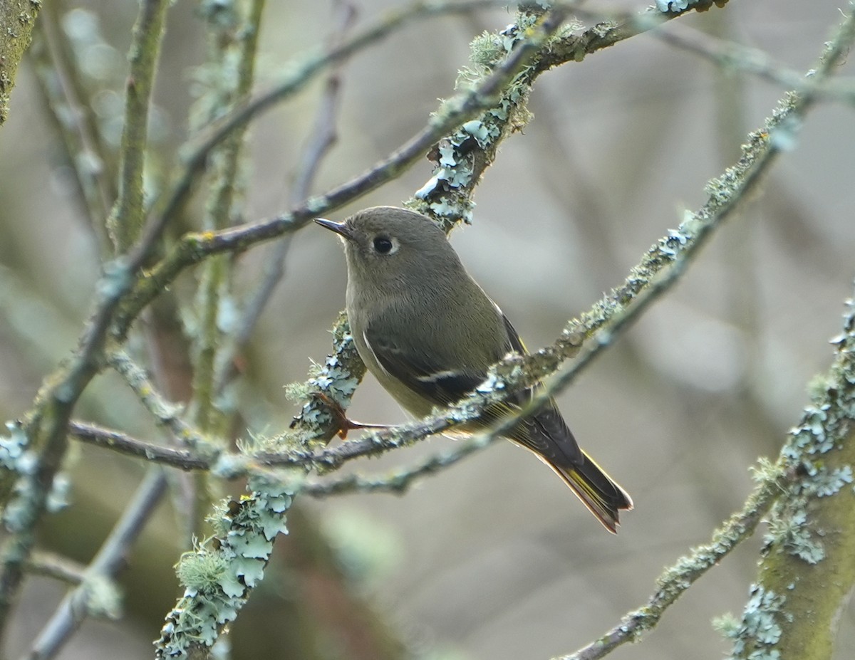 Ruby-crowned Kinglet - ML646948277