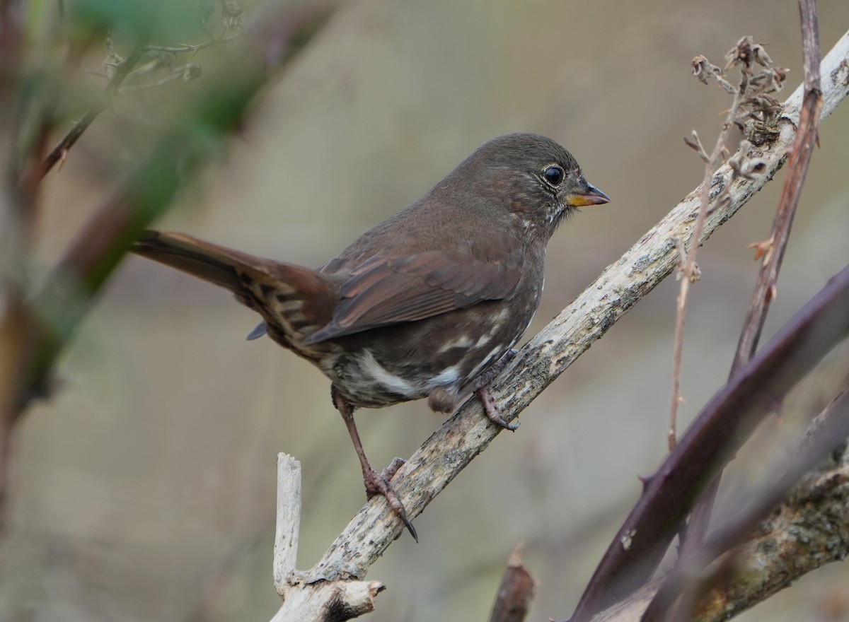 Fox Sparrow - ML646948278