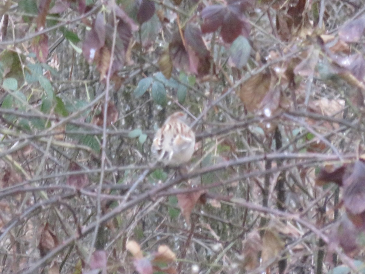 American Tree Sparrow - ML646948280