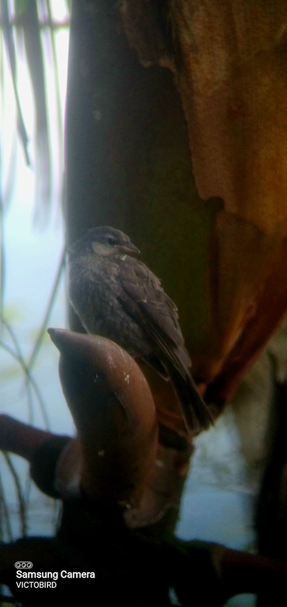 Shiny Cowbird - ML646948281