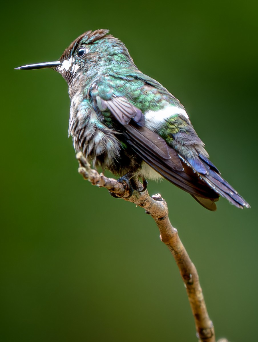 Green Thorntail - ML646948285