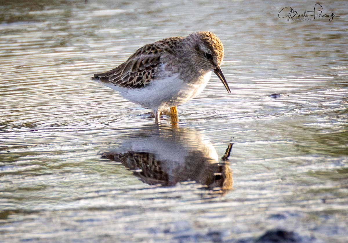 Песочник-крошка - ML646948286