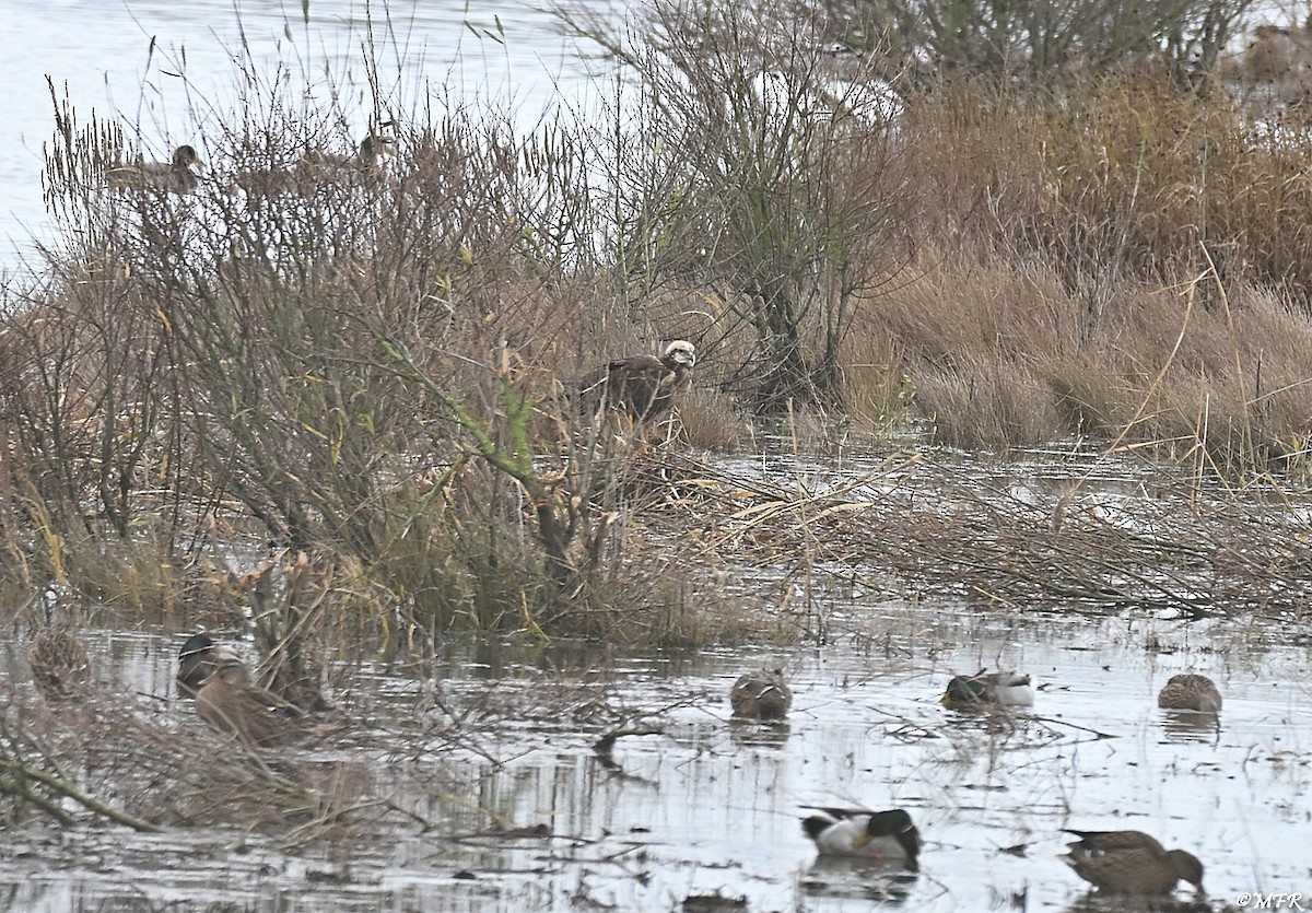 Western Marsh Harrier - ML646948288