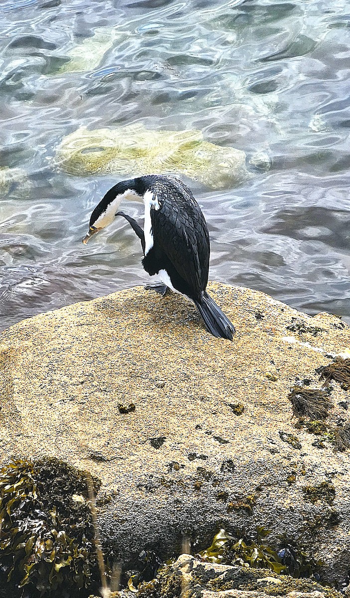 Pied Cormorant - ML646948290