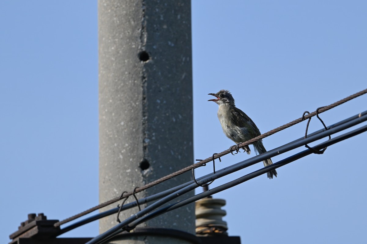Light-vented Bulbul - ML646948293