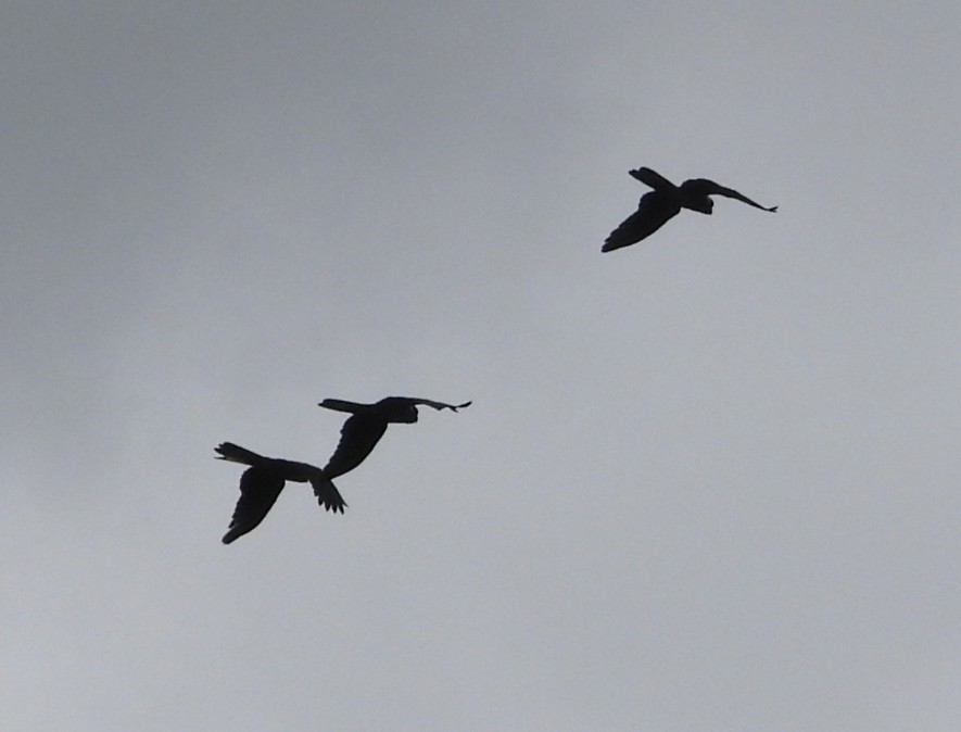 Yellow-tailed Black-Cockatoo - ML646948294