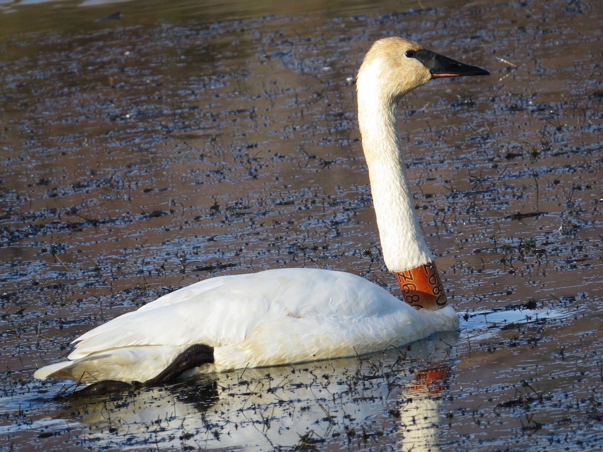 Trumpeter Swan - ML646948295